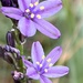 Blue Grass Lily - Photo (c) lancebreguet, some rights reserved (CC BY-NC)