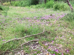Carpobrotus glaucescens