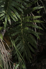 Blechnum moorei