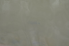 Heterotilapia buettikoferi