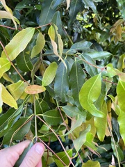 Cinnamomum oliveri