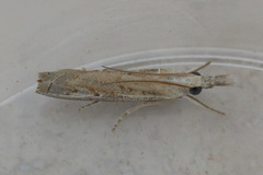 Culladia cuneiferellus