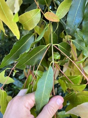 Cinnamomum oliveri