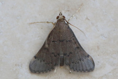 Piletocera macroperalis