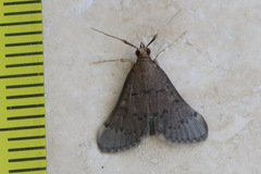 Piletocera macroperalis