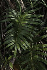 Blechnum moorei