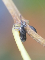 Rhinotia bimaculata