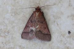 Arippara disticha