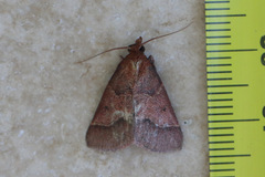 Arippara disticha