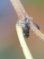 Rhinotia bimaculata