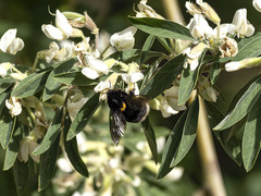 Bombus terrestris canariensis