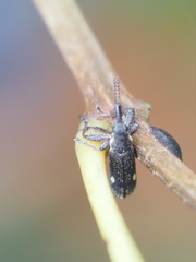 Rhinotia bimaculata