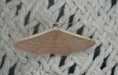 Idaea inversata