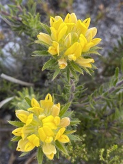 Aspalathus aspalathoides