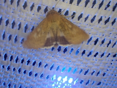 Helicoverpa punctigera