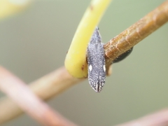 Rhinotia bimaculata