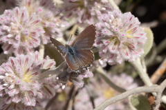 Theclinesthes serpentata