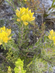 Aspalathus aspalathoides