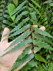 Asplenium polyodon