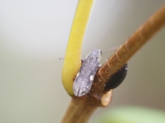 Rhinotia bimaculata