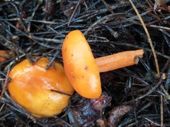 Lactarius aurantiacus