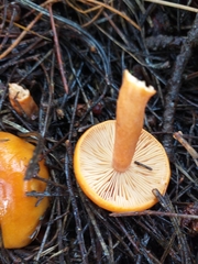 Lactarius aurantiacus