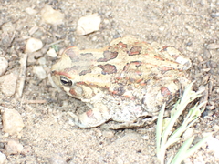 Sclerophrys poweri