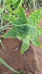 Aloe longibracteata