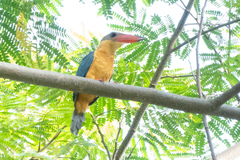 Pelargopsis capensis