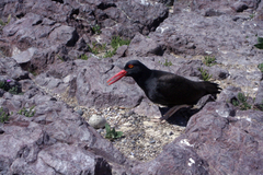 Haematopus ater