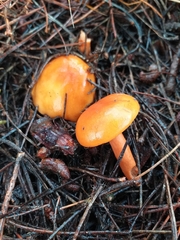 Lactarius aurantiacus