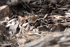 Stizoptera bichenovii