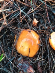 Lactarius aurantiacus