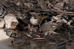 Melithreptus brevirostris