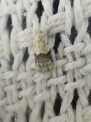 Tracholena sulfurosa