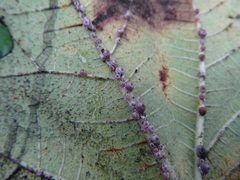 Ceroplastes rusci