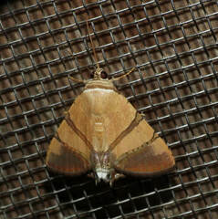 Eulepidotis julianata