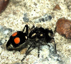 Hoplomutilla
