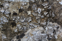 Dermatocarpon miniatum