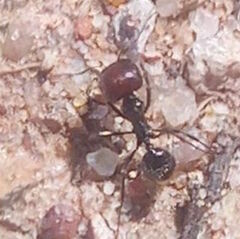 Messor barbarus