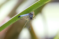 Brachydiplax denticauda