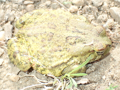 Sclerophrys poweri
