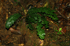 Blechnum opacum