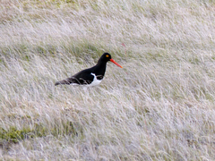 Haematopus leucopodus