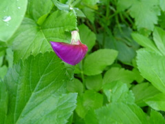 Lathyrus tingitanus