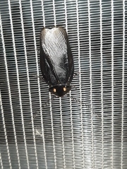 Minablatta bipustulata