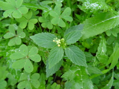 Mercurialis annua