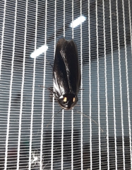 Minablatta bipustulata