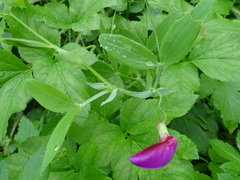 Lathyrus tingitanus