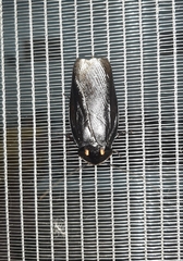 Minablatta bipustulata